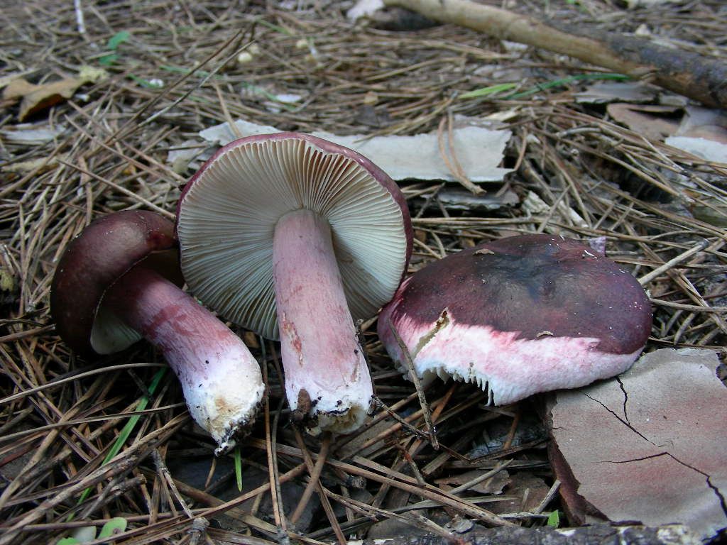 1867 Dicembre vecchio ritrovamento